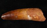 Quality Spinosaurus Tooth - Great Enamel #16558-1
